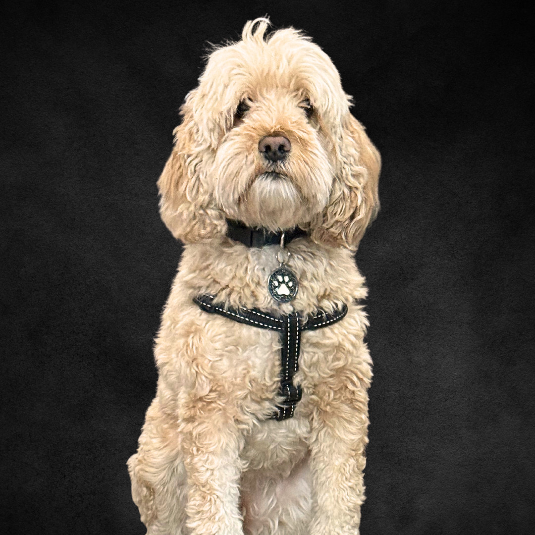 Bailey Warranty Clerk (English & Barkinese)